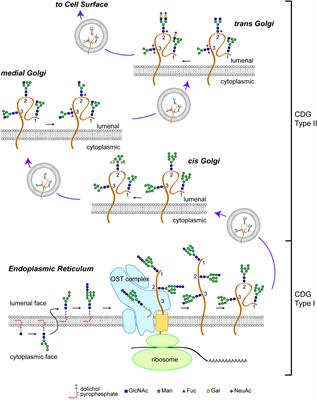 Modeling Congenital Disorders of N-Linked Glycoprotein Glycosylation in Drosophila melanogaster